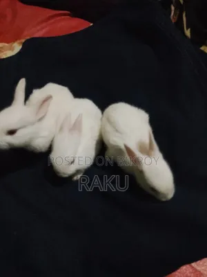 Healthy Pure White Rabbit for Sale