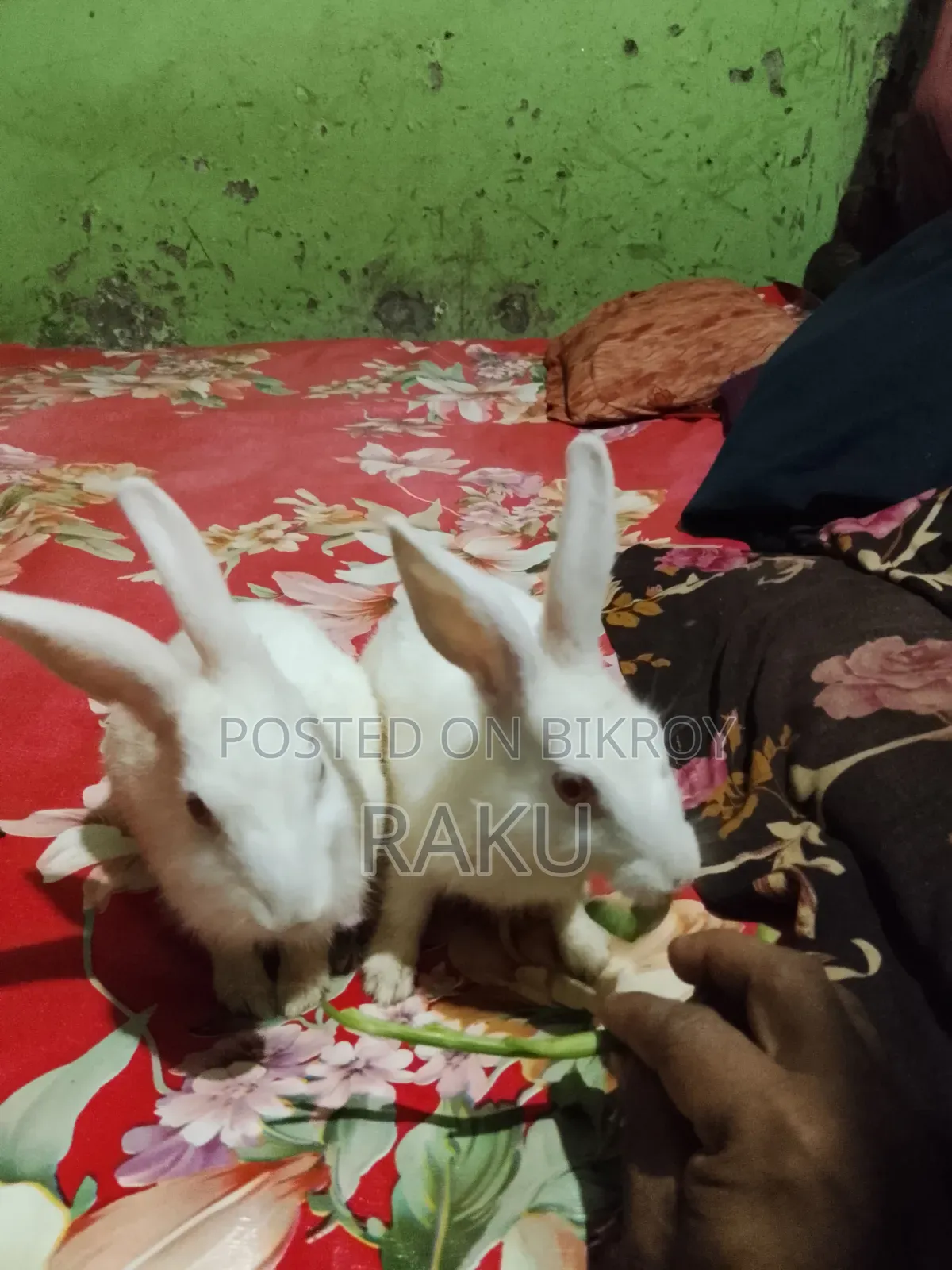 Healthy Pure White Rabbit for Sale
