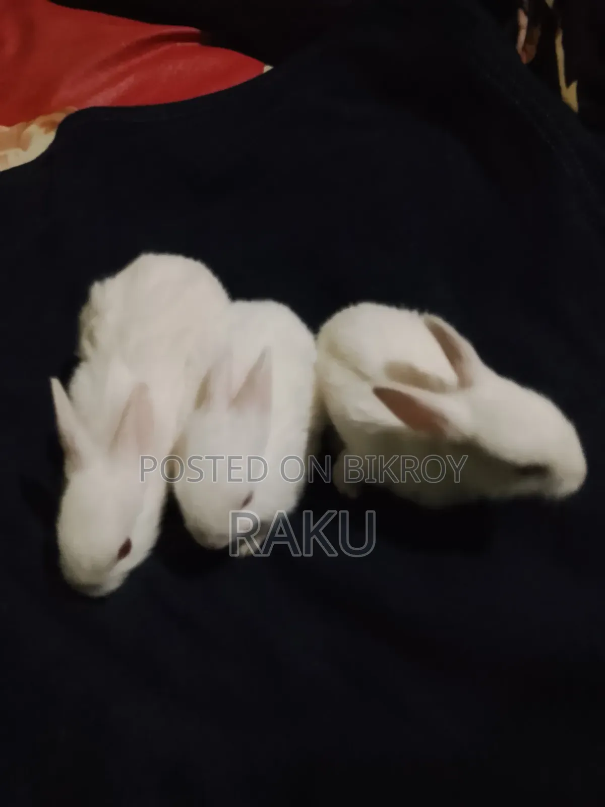 Healthy Pure White Rabbit for Sale