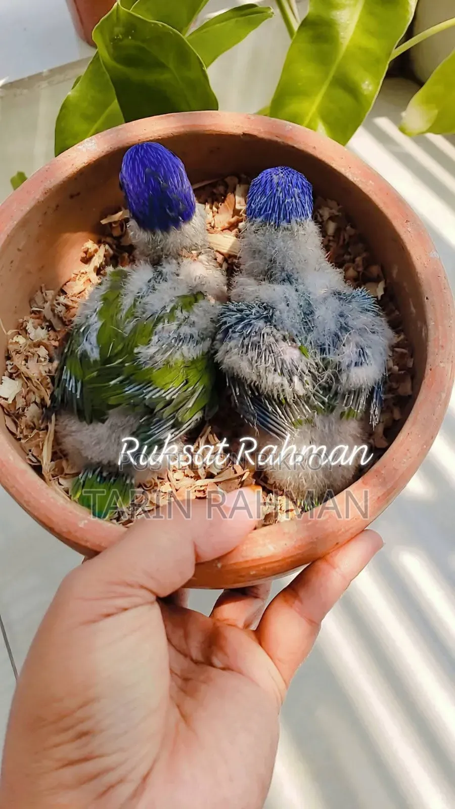 Red Collar Lorikeet Baby