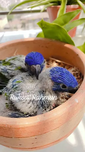 Red Collar Lorikeet Baby