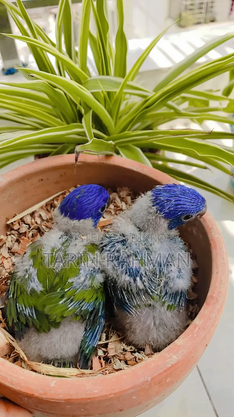 Red Collar Lorikeet Baby