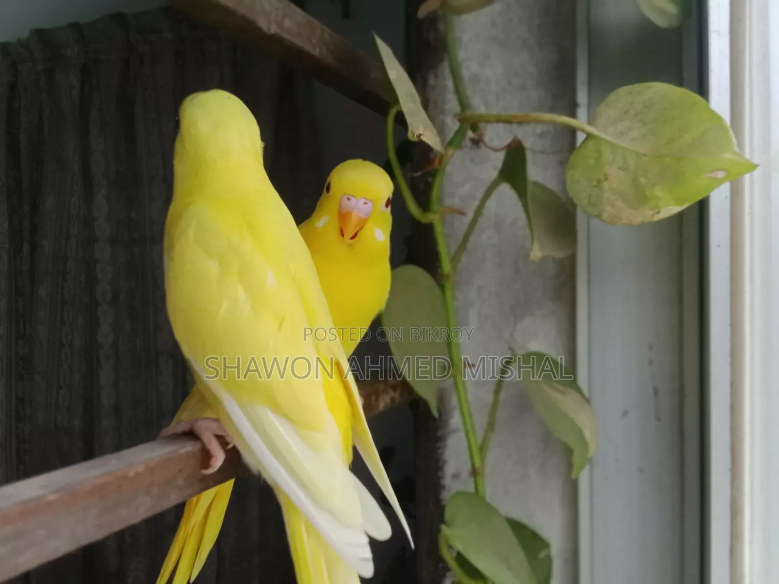 Lutino Red Eye Male Baby
