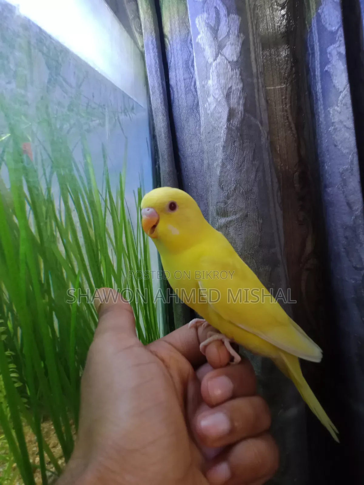 Lutino Red Eye Male Baby