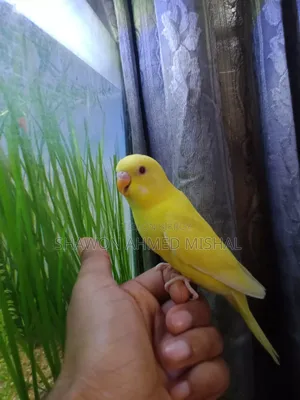 Lutino Red Eye Male Baby