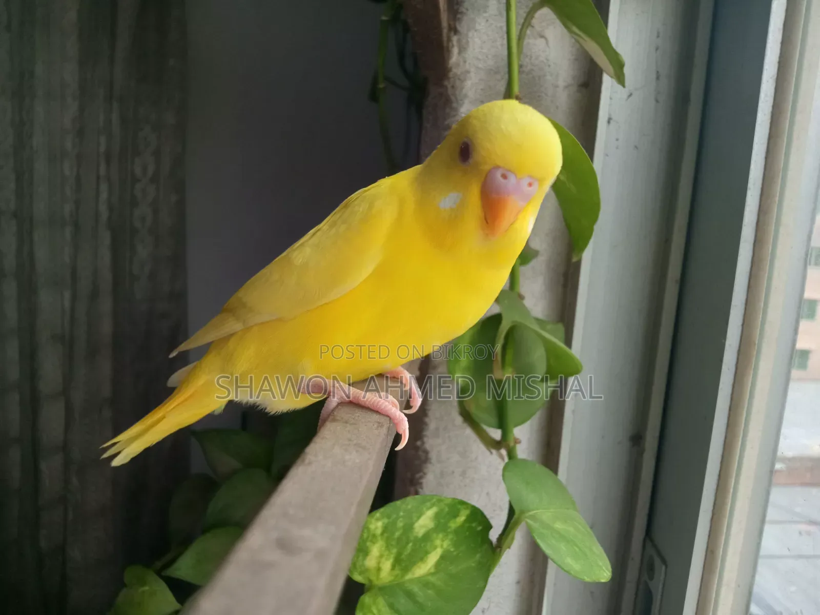 Lutino Red Eye Male Baby