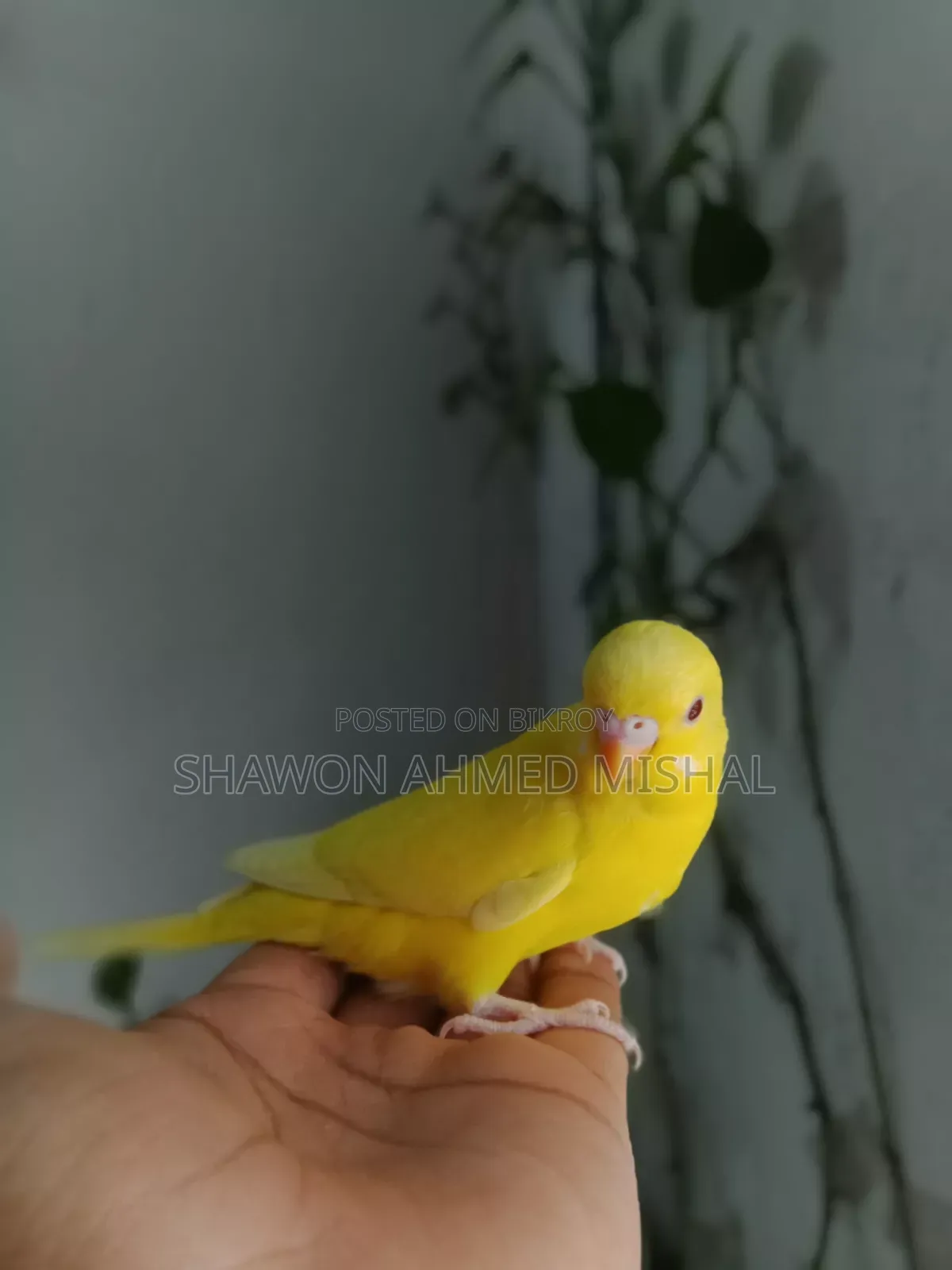 Lutino Red Eye Male Baby
