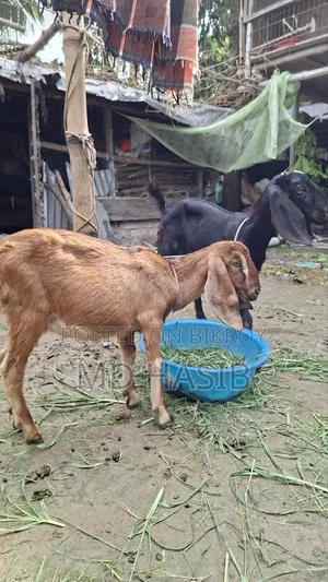 Goats Sell
