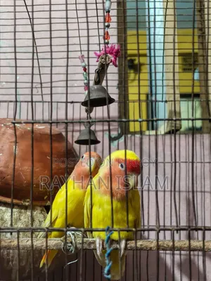 1 Pair Love Bird