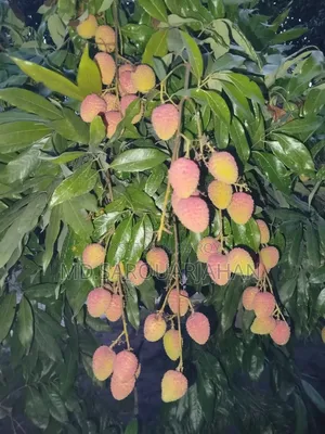 রাজশাহীর বোম্বাই লিচু