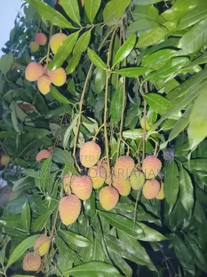 রাজশাহীর বোম্বাই লিচু