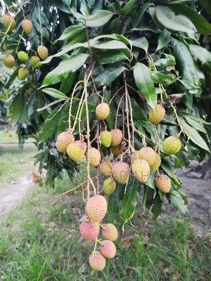 রাজশাহীর বোম্বাই লিচু