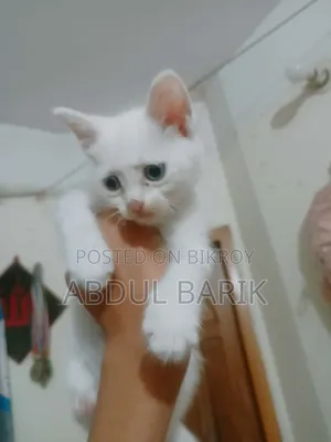 ১-৩ মাসের পুরুষ মিশ্র জাতের পার্সিয়ান