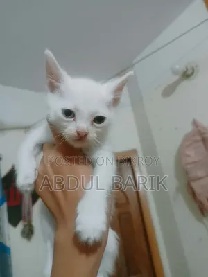 ১-৩ মাসের পুরুষ মিশ্র জাতের পার্সিয়ান