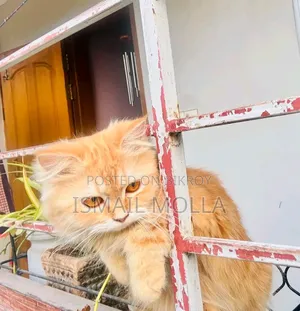 1+ Year Female Purebred Cat