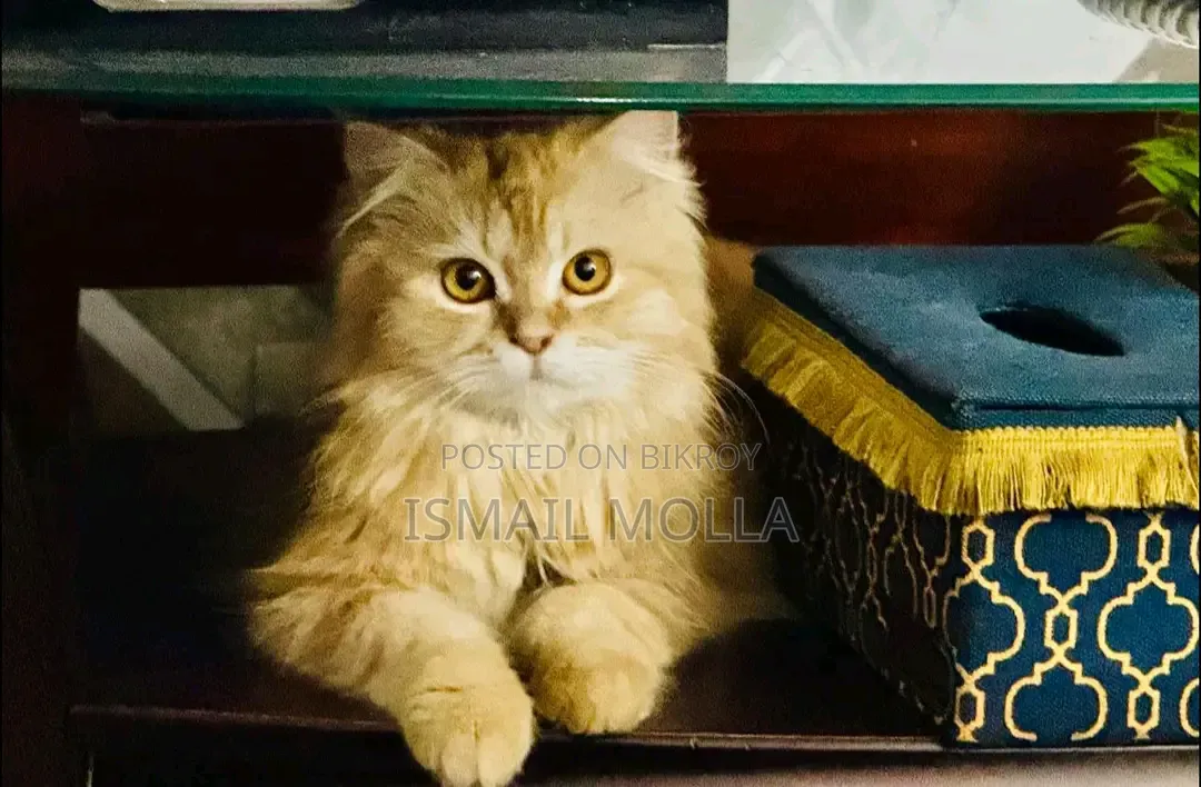 1+ Year Female Purebred Cat