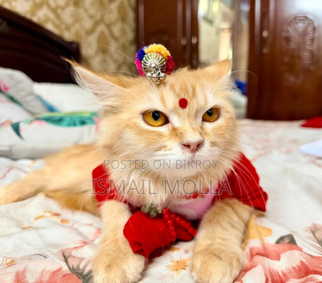 1+ Year Female Purebred Cat
