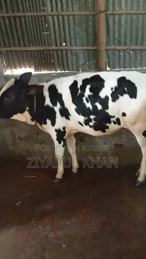 Friesian Cow, 4 Months Old