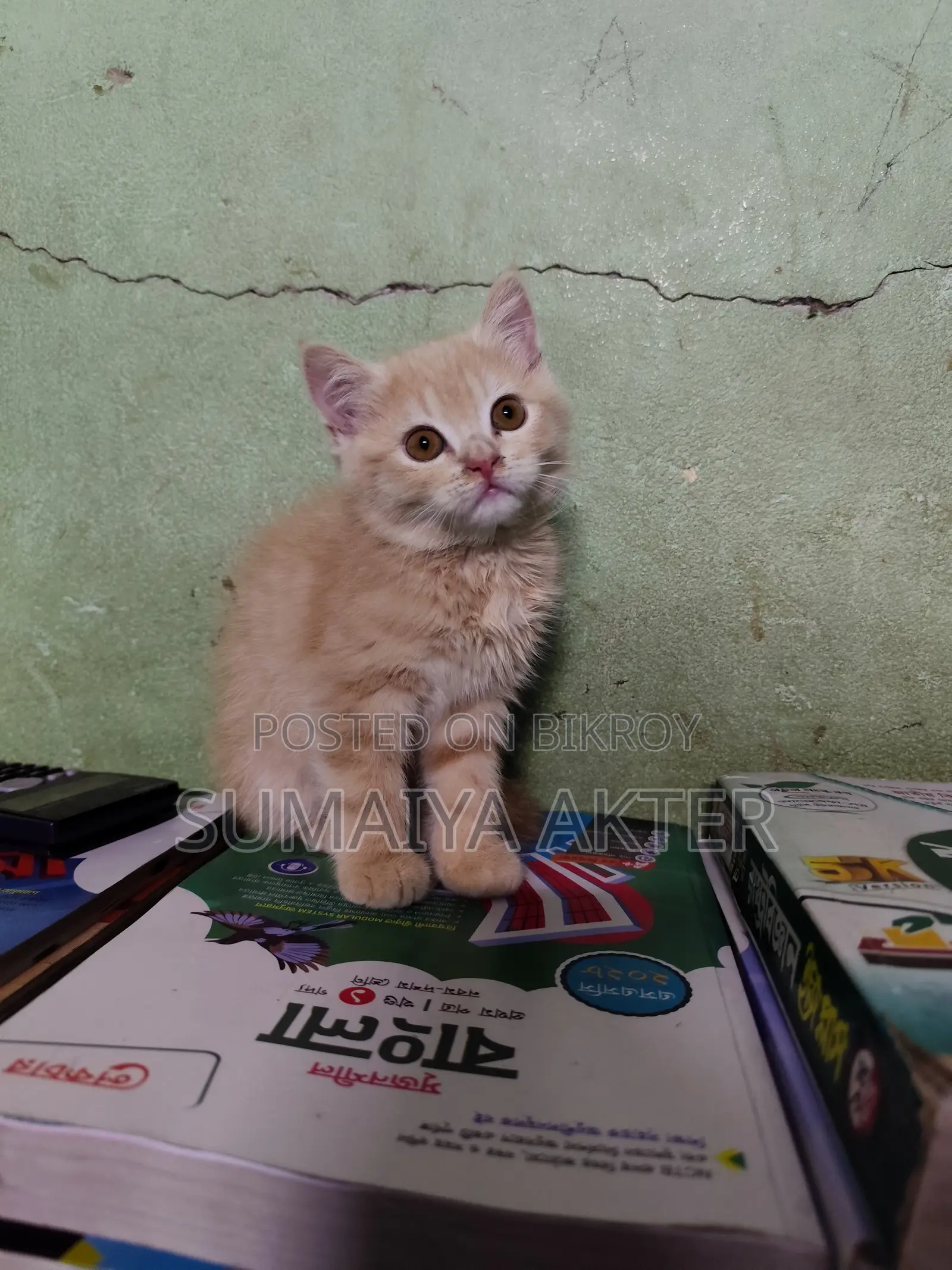 1-3 Months Female Mixed Breed Persian