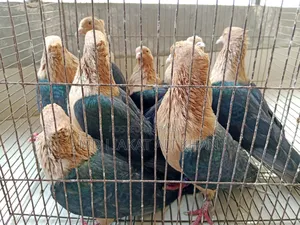 কবুতর বিক্রি হবে । Pigeon for Sale