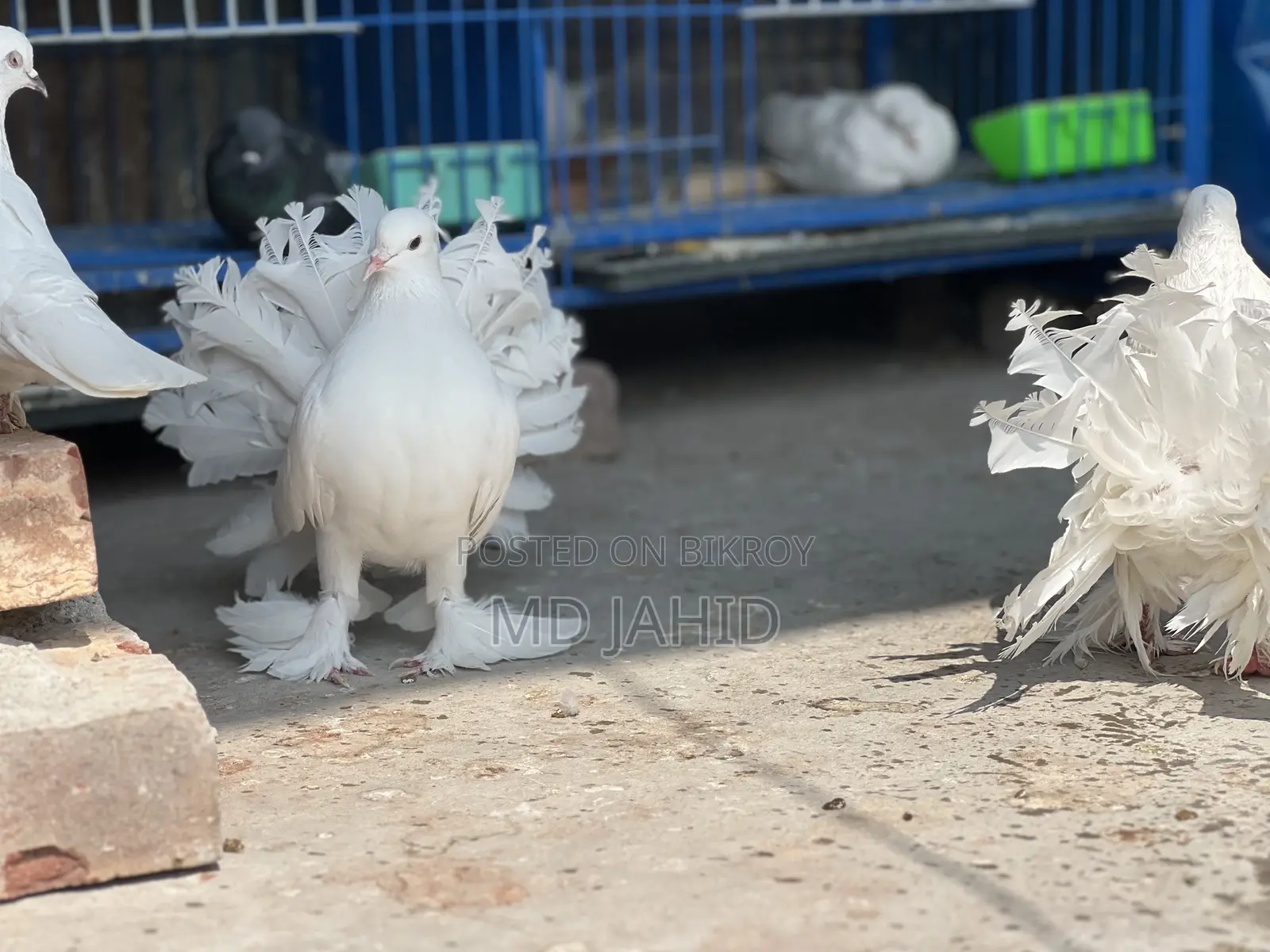 এক জোড়া লক্ষা কবুতর