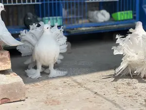 এক জোড়া লক্ষা কবুতর