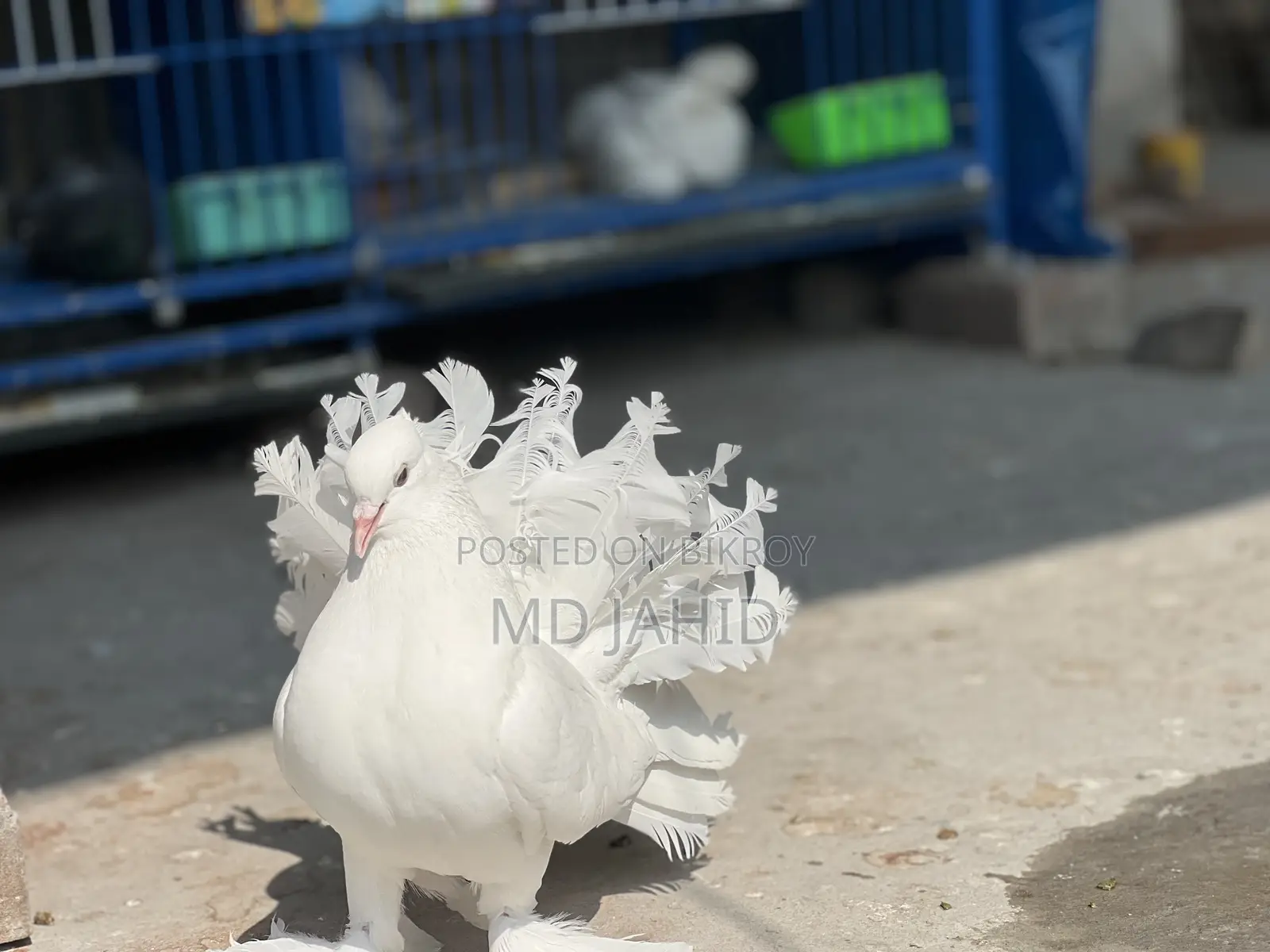 এক জোড়া লক্ষা কবুতর
