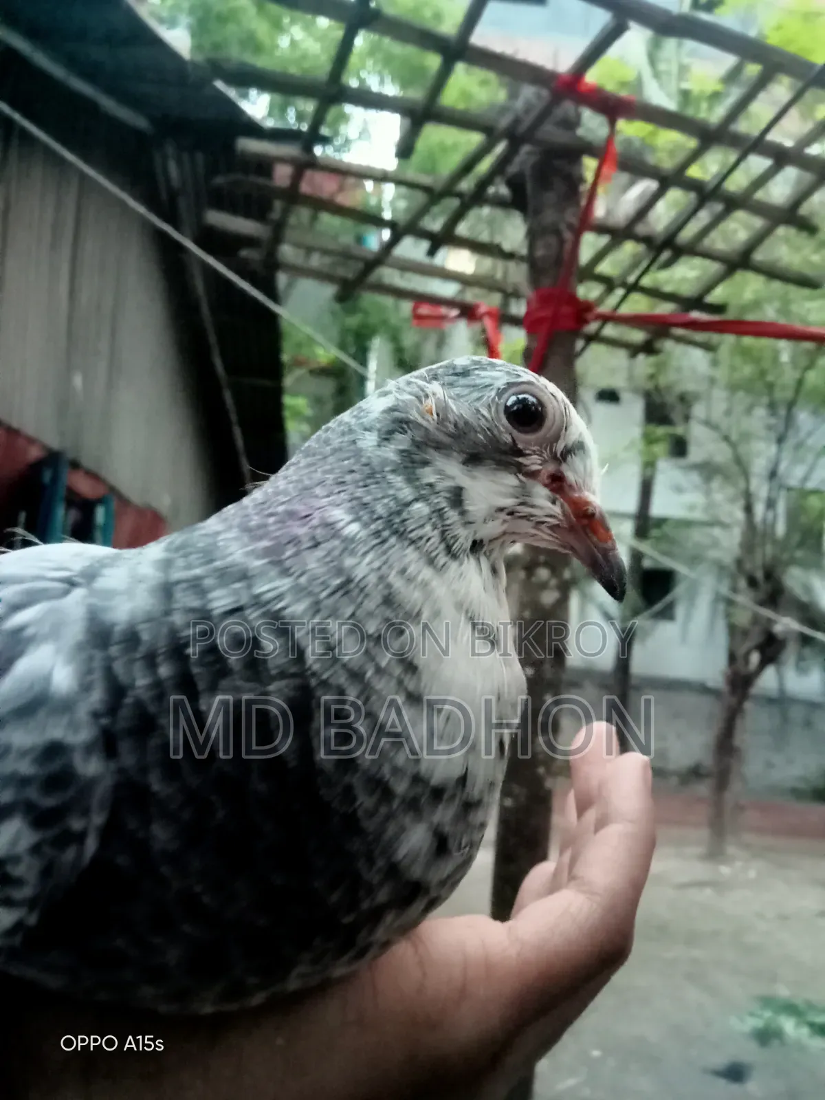 Pigeon Squab