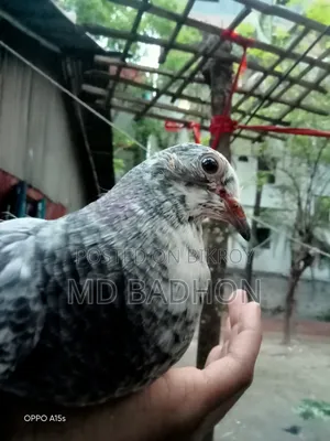 Pigeon Squab