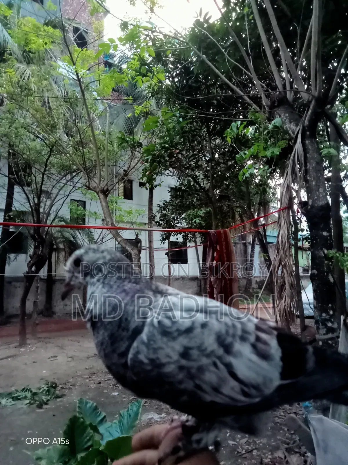 Pigeon Squab