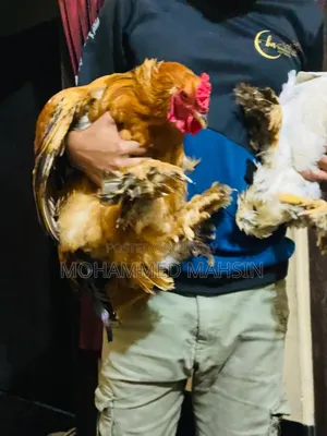 কলাম্বিয়ান Brahma মোরগ