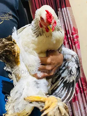 কলাম্বিয়ান Brahma মোরগ