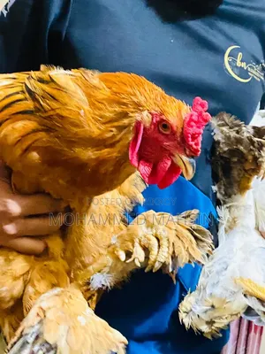 কলাম্বিয়ান Brahma মোরগ