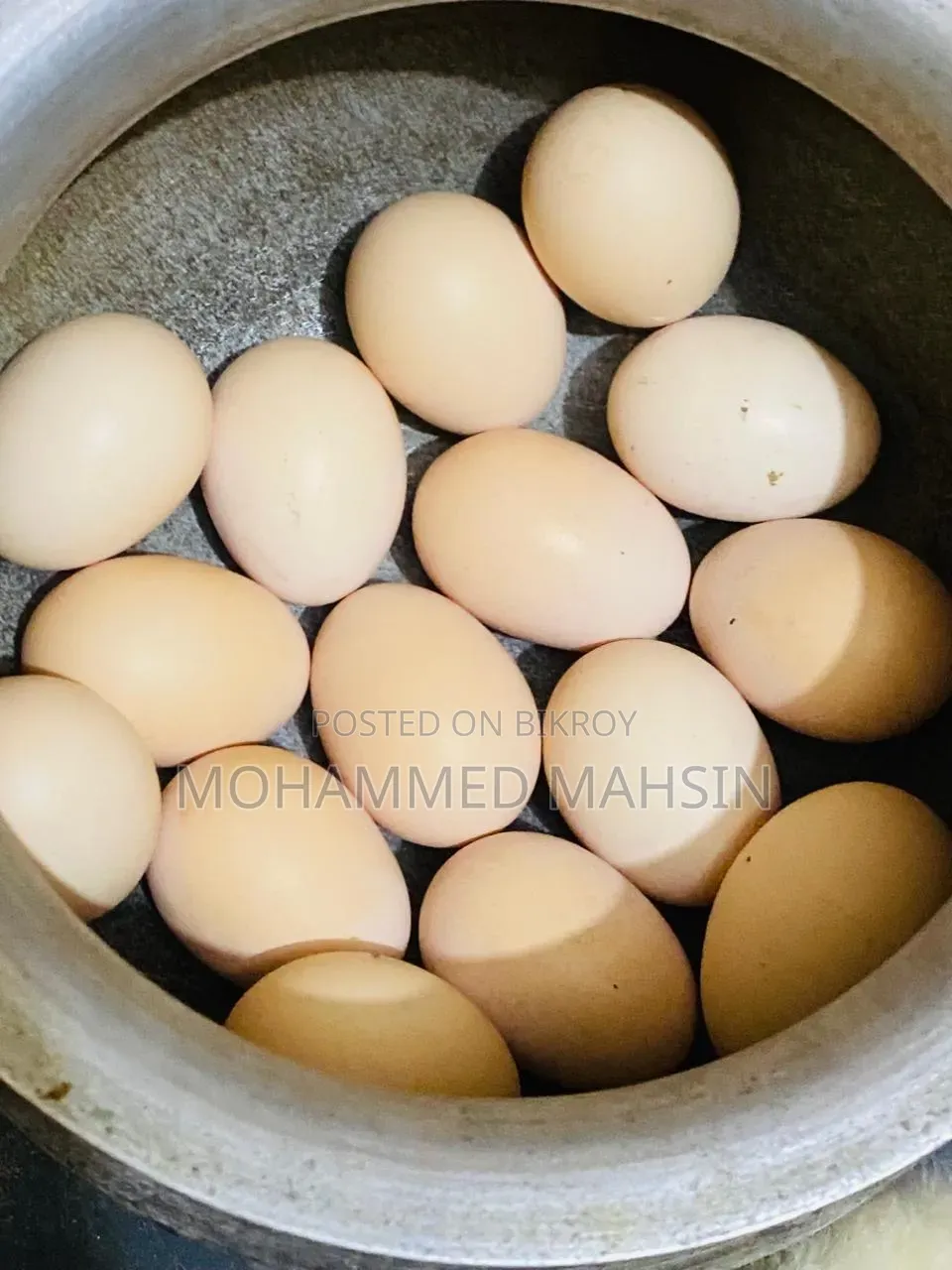 কলাম্বিয়ান Brahma মোরগ