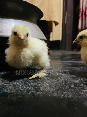 কলাম্বিয়ান Brahma মোরগ
