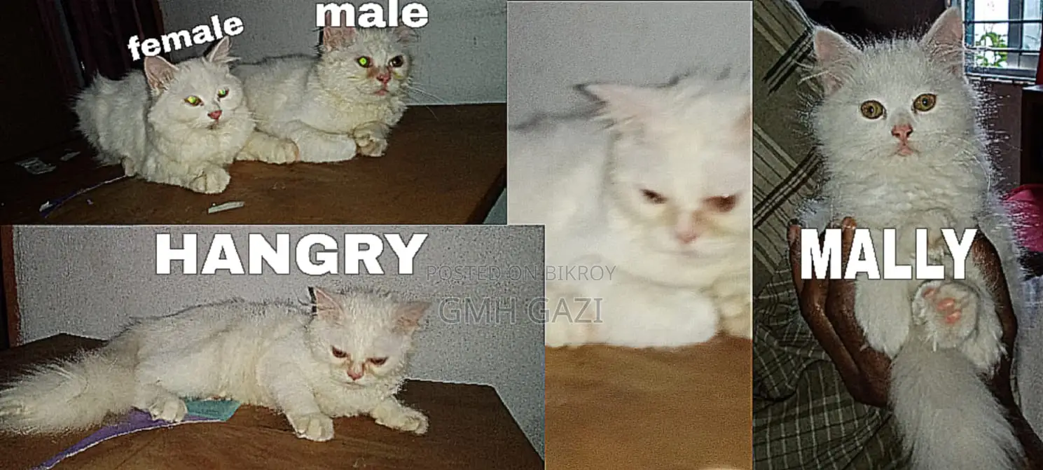 3-6 Months Male Purebred Persian