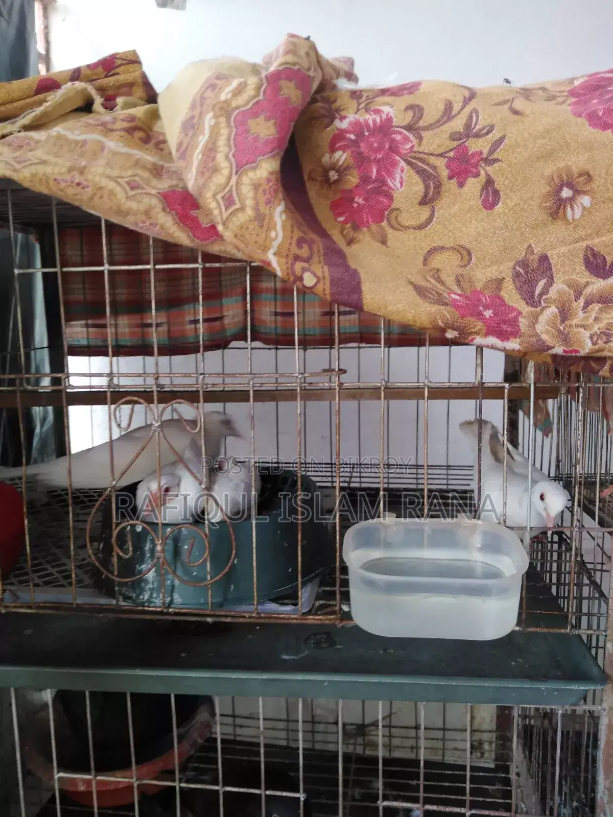 Australian Dove Master Pair
