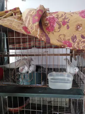 Australian Dove Master Pair