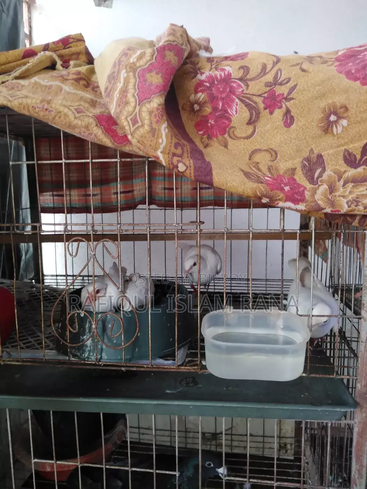 Australian Dove Master Pair