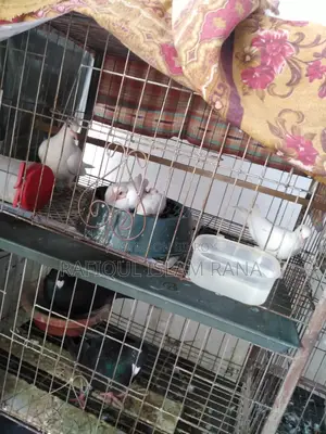 Australian Dove Master Pair