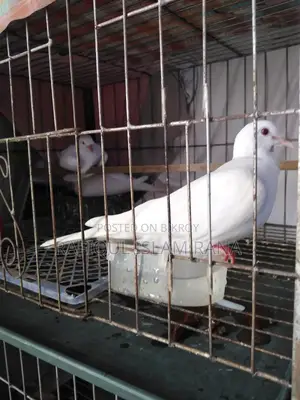 Australian Dove Master Pair