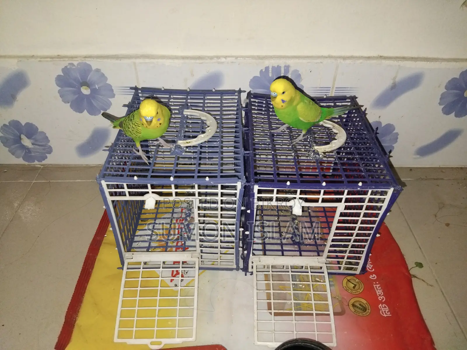 Hand-Tamed Budgie Pair + Cage