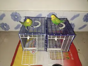 Hand-Tamed Budgie Pair + Cage