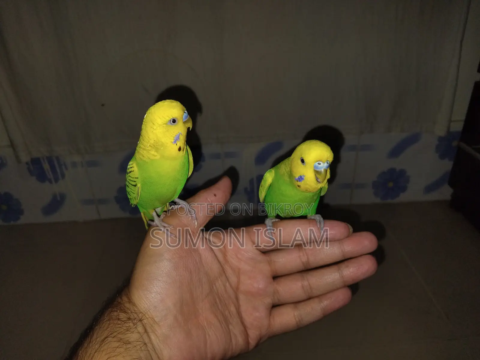 Hand-Tamed Budgie Pair + Cage