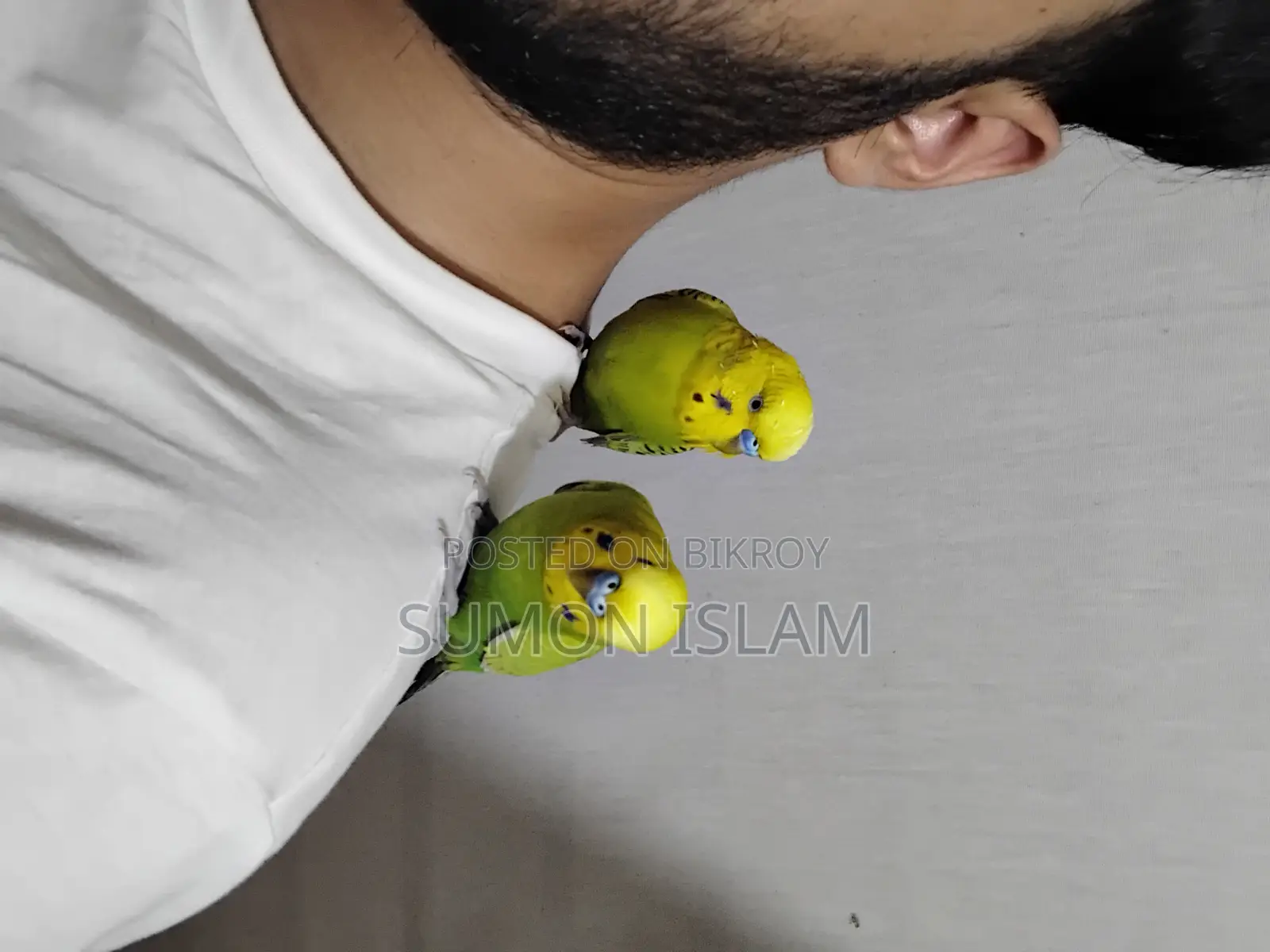 Hand-Tamed Budgie Pair + Cage