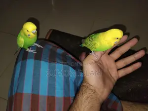 Hand-Tamed Budgie Pair + Cage