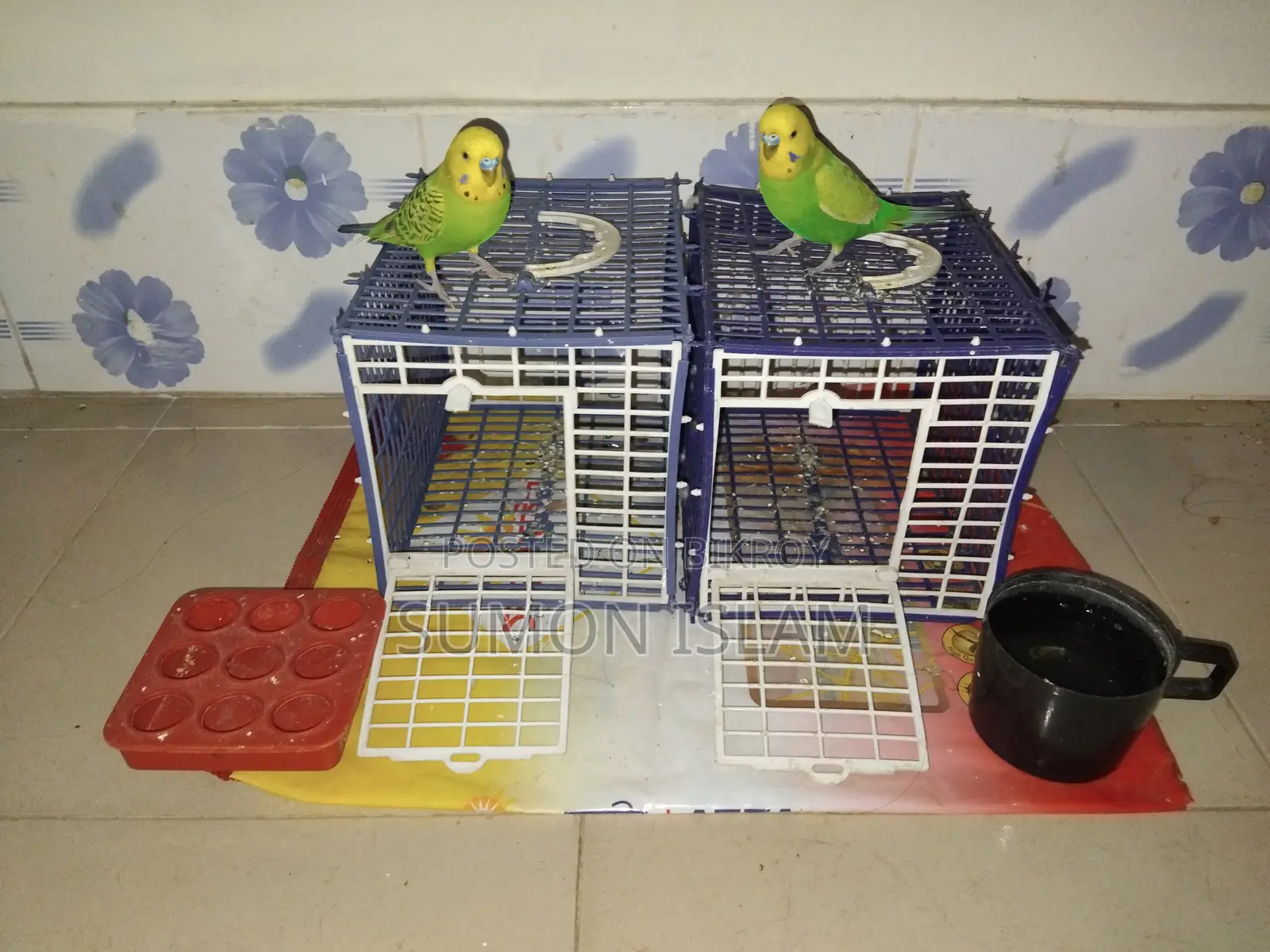 Hand-Tamed Budgie Pair + Cage