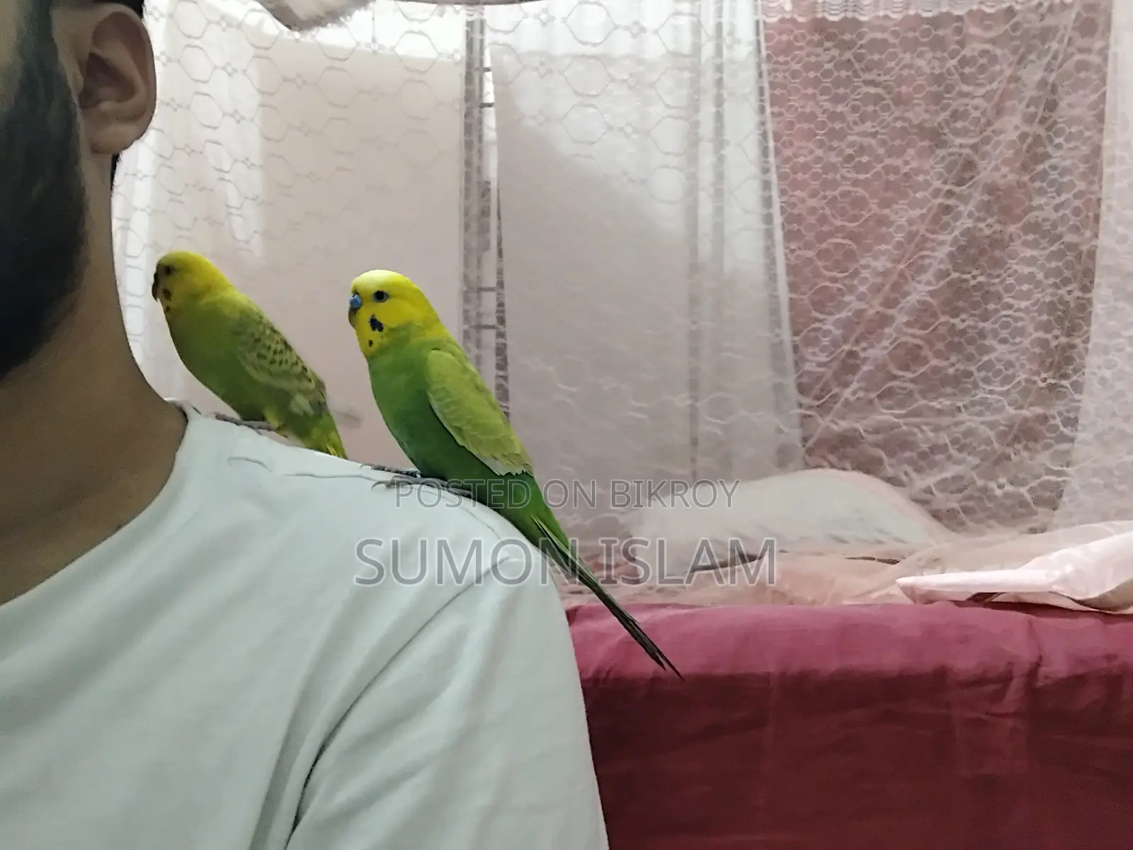 Hand-Tamed Budgie Pair + Cage