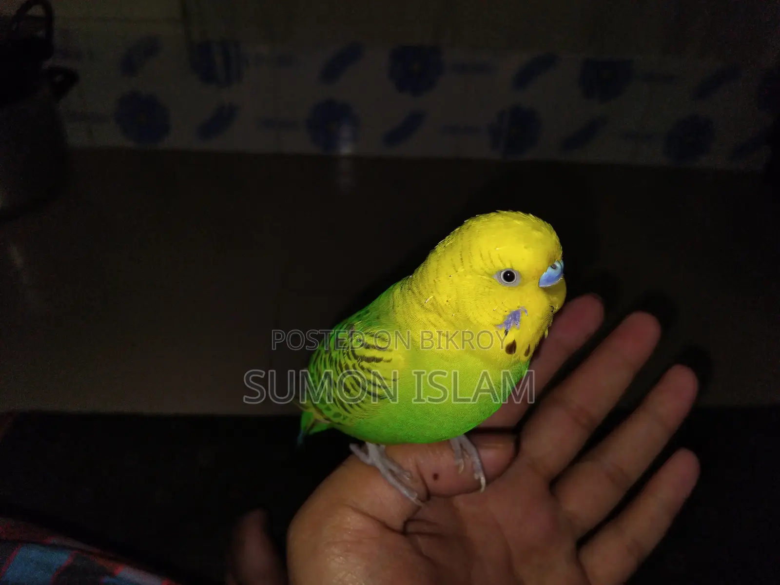 Hand-Tamed Budgie Pair + Cage