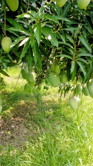 Mango Fruits